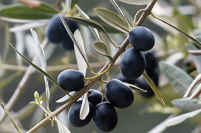 Βαρβάρα Καραγιαννίδου Ελιές