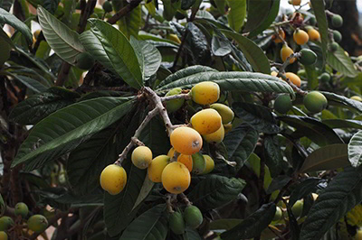 Βαρβάρα Καραγιαννίδου Μούσμουλα Θεσσαλονίκη